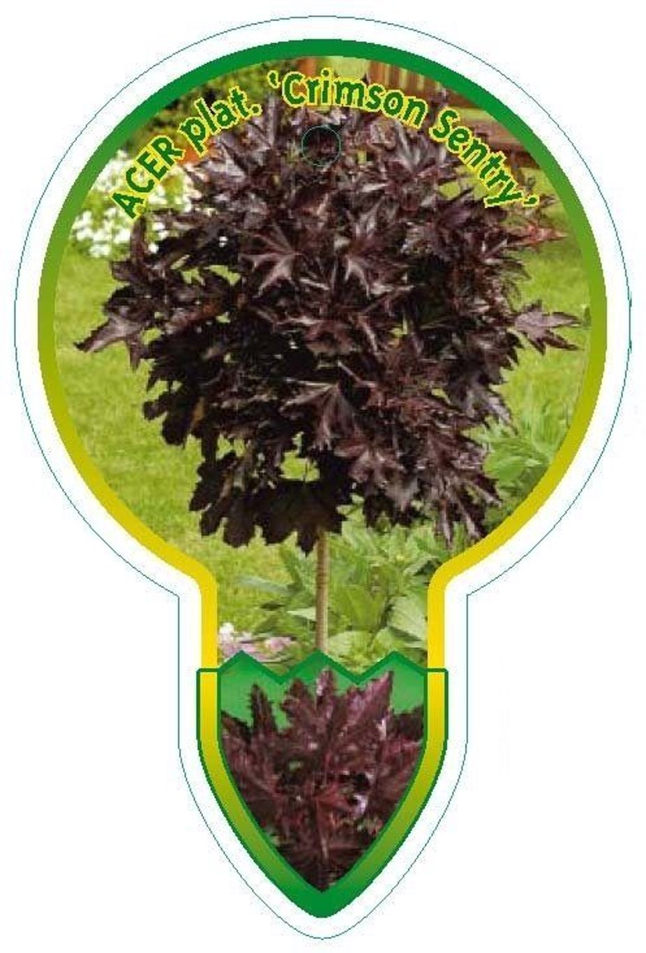 Acer plat. 'Crimson Sentry' - 120 CM Stem C5